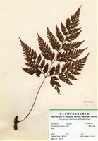 藏品(海州骨碎補)的圖片